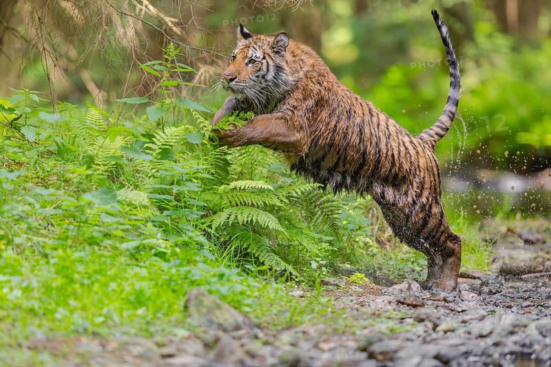 One young female Siberian Tiger, Panthera tigris altaica, running thru a forest jumping over green fern
