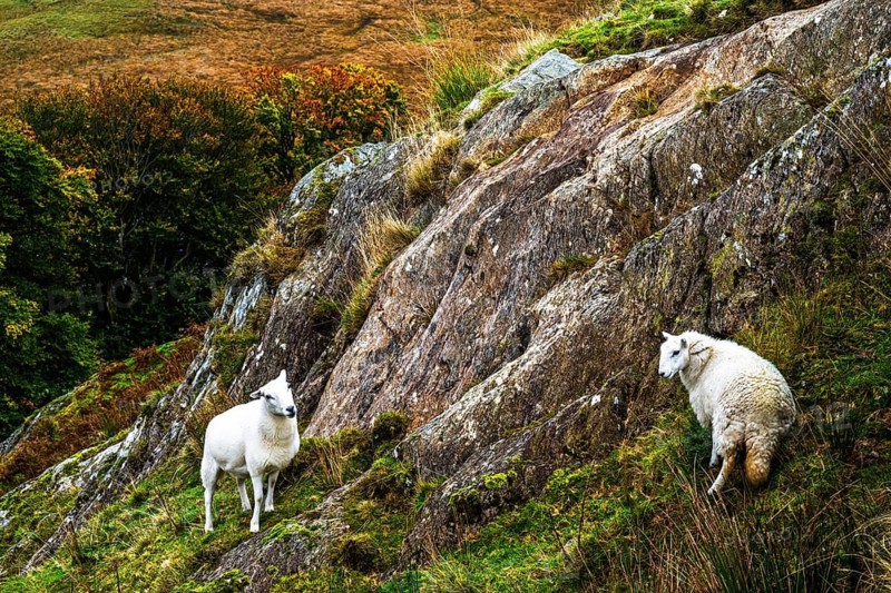Sheeps from Claerwen Valley, Elan Valley Reservoir, Rhayader, Powys, Wales, UK