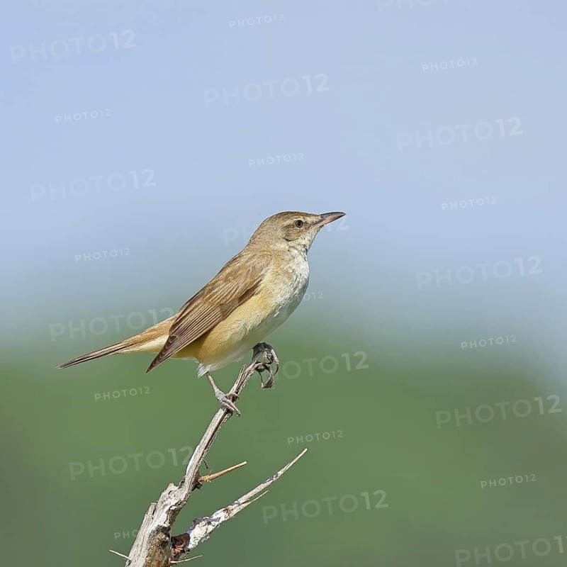 Great Reed Warbler (Acrocephalus arundinaceus), sitting on a twig, singing station, natural habitat, migratory bird, songbirds Lake Neusiedl, Burgenland, Austria