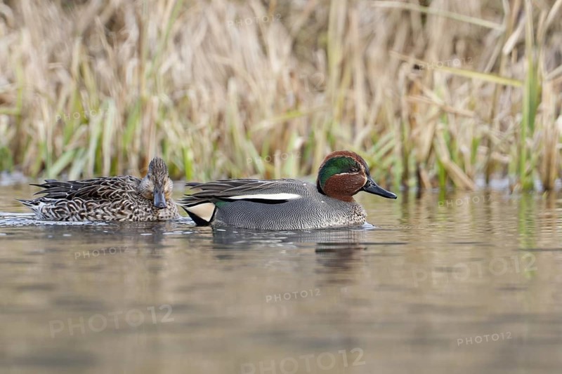 Eurasian Teal (Anas crecca), Bavaria, Germany