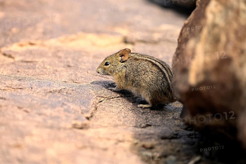 Typical striped grass mouse (Lemniscomys striatus), adult, alert, foraging, Mountain Zebra NP, Eastern Cape, South Africa