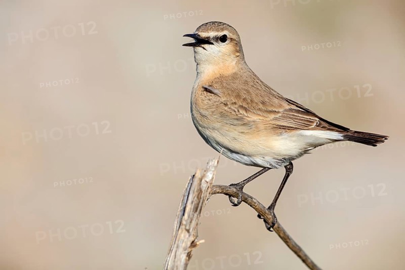 Isabelline Wheatear, (Oenanthe isabellina), biotope, habitat, foraging, animals, birds, songbird, flycatcher family Salalah, Al Mughsyal, Muscat, Oman