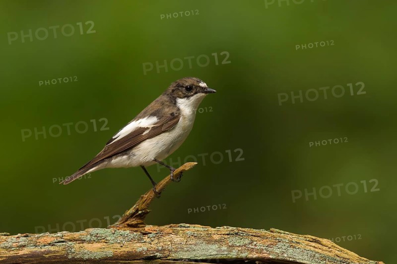 European Pied Flycatcher (Ficedula hypoleuca) male, Utrecht, Netherlands