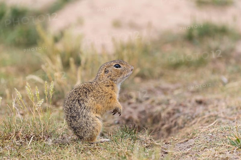 One European ground squirrel (Spermophilus citellus) or European souslik sitting in grass and feeding on seeds