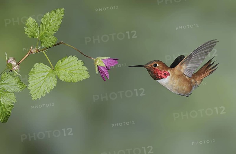 Rufous Hummingbird (Selasphorus rufus) male, British Columbia, Canada