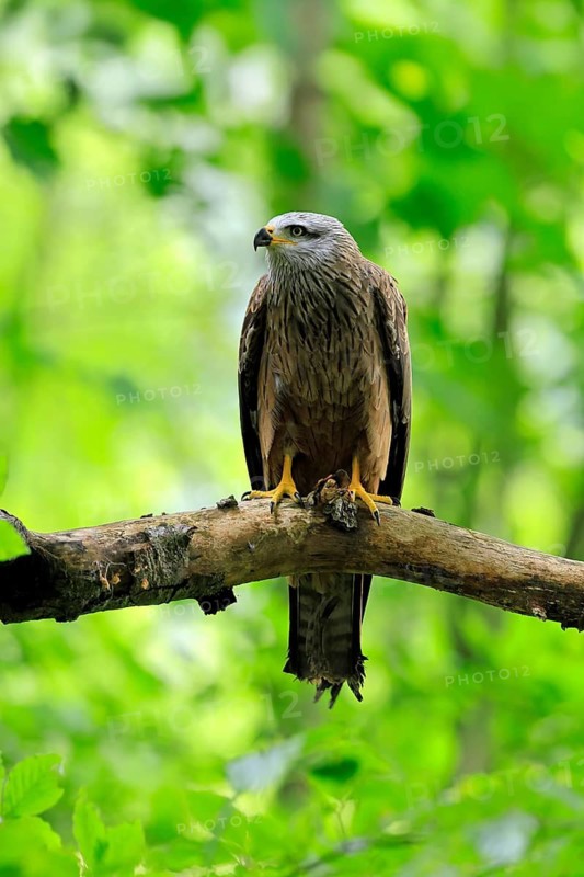 Black Kite (Milvus migrans), adult, alert, perch, Šumava, Czech Republic