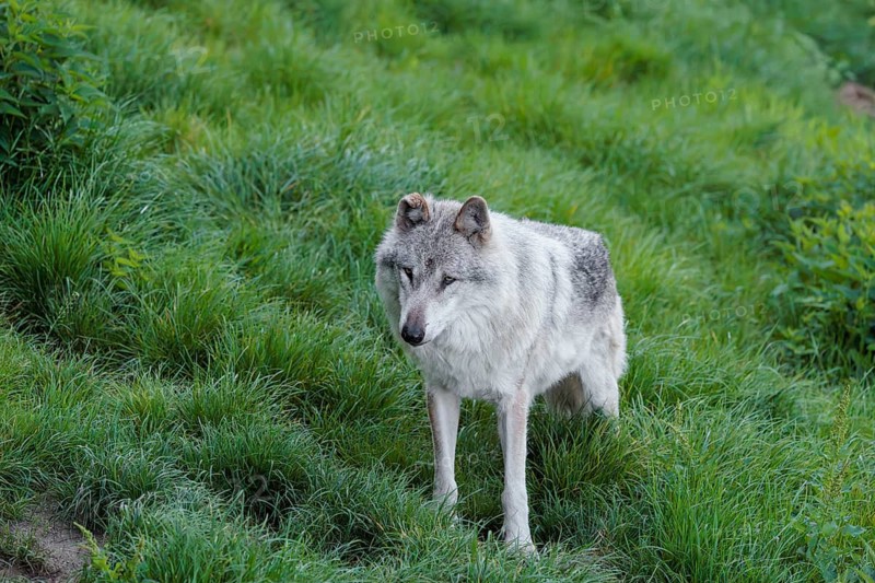 A Eurasian gray wolf (Canis lupus lupus) runs across a green meadow at the edge of the forest on a cloudy day. Transylvania, Romania