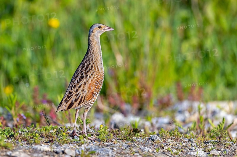 Corn crake, corncrake, landrail (Crex crex, Rallus crex) adult male foraging in field, meadow in spring