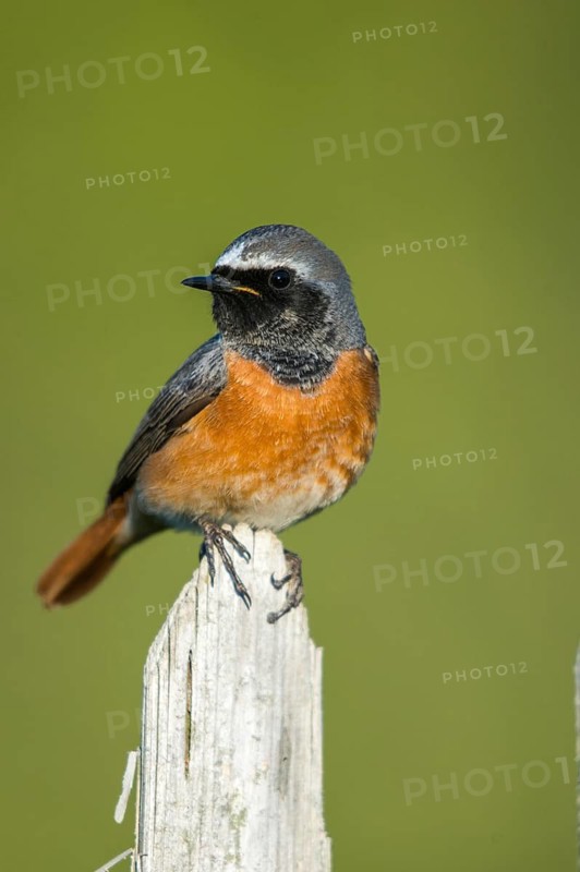Garden redtail, Phoenicurus phoenicurus, redstart, birds, garden fence, garden birds, garden fence, passeri, songbirds, birds