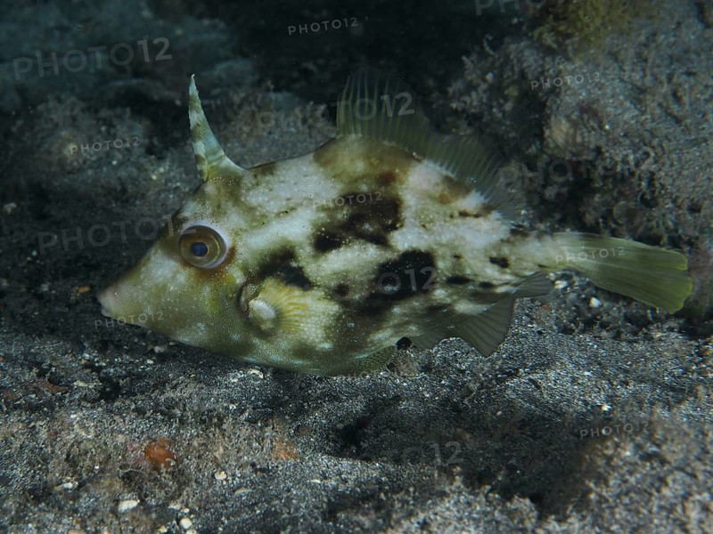 A brown filefish (Stephanolepis hispidus) with a camouflage pattern swims just above the sand at night, at the Playa dive site, Los Cristianos, Tenerife, Canary Islands, Spain