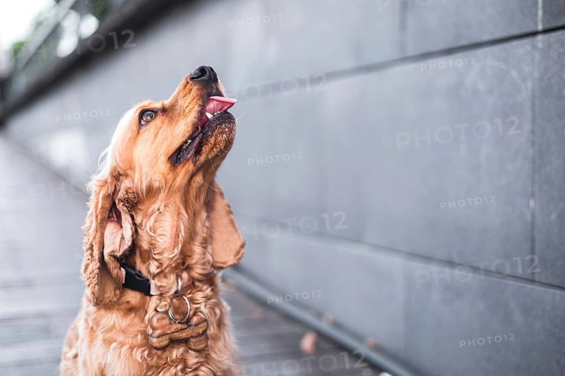 Dog on a sidewalk looking upwards in an urban setting with neutral tones