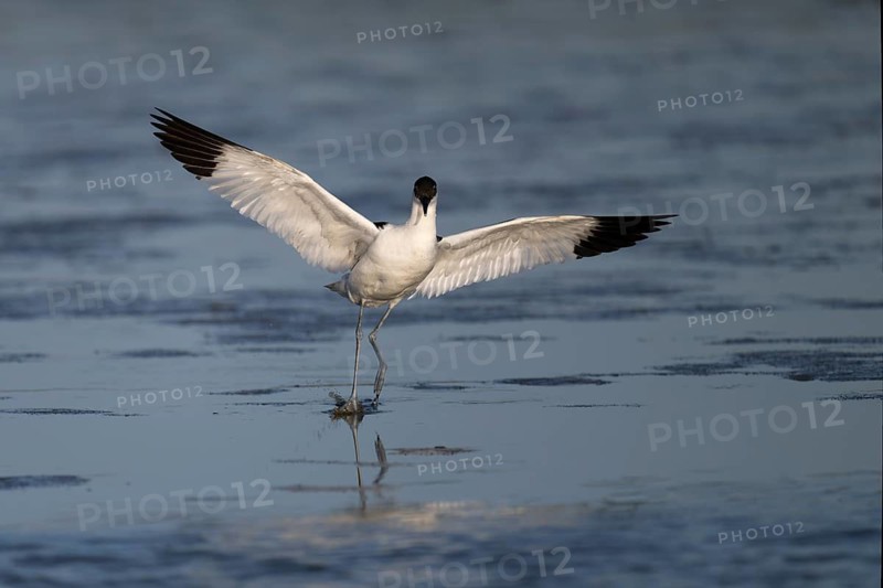 Avocet (Recurvirostra avosetta), Texel, Netherlands