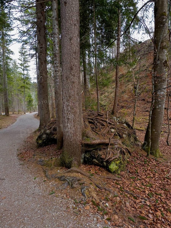 Branched aboveground roots of a conifer