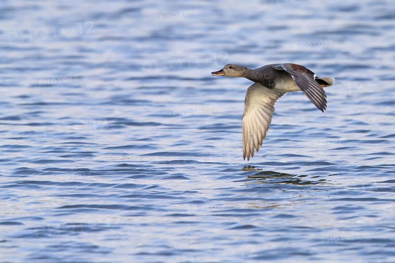 Gadwall, animals, birds, duck, (Anas strepera), Mareca strepera, flight photo, Wagbachniederung, Baden-Württemberg, Germany