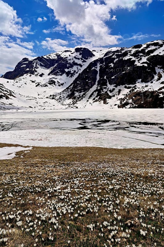 Ice floes drift in the half-frozen upper Murgsee, in the foreground, white flowering spring crocuses (Crocus vernus), Murg Valley, Canton of St. Gallen, Switzerland