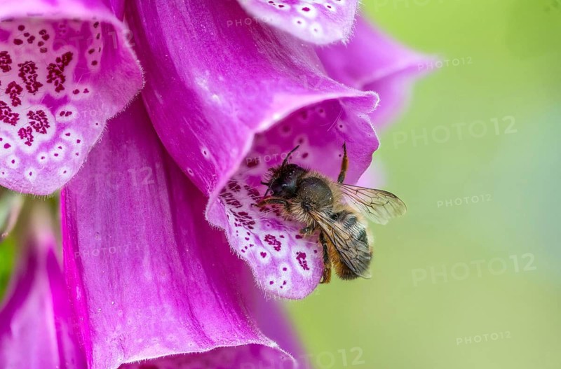 Apidae, bees, hymenoptera, osmia bicornis, osmia rufa, red mason bee, red mason bee, insects, wild bees