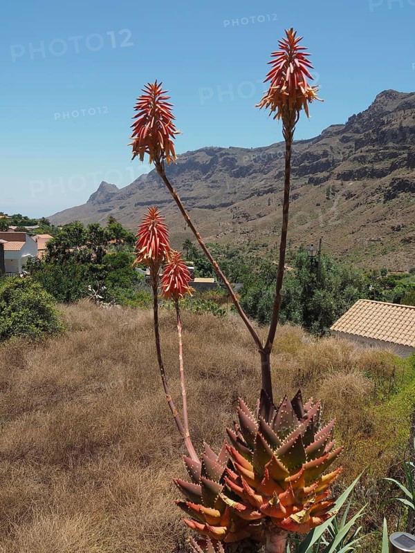 Tall rubble aloe (Aloe perfoliata) set against a mountainous landscape beneath a clear blue sky, Barranco de Fataga, Gran Canaria, Spain