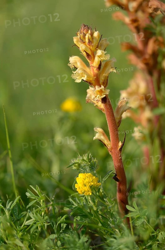 Brownroot, yellow summer root, medick broomrape, orobanche lutea, orobanche rubens, scrophulariaceae, summer root, flora, high size, portrait format, plants, plants
