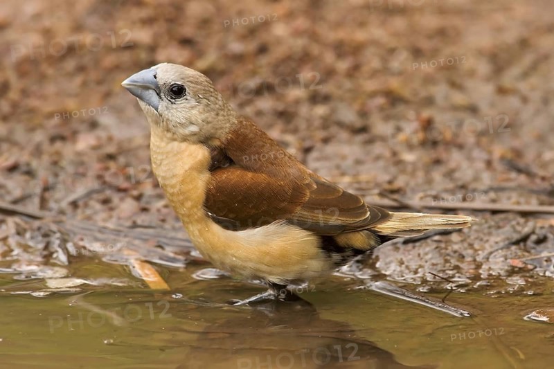 Yellow-rumped Mannikin (Lonchura flaviprymna), Western Australia, Australia
