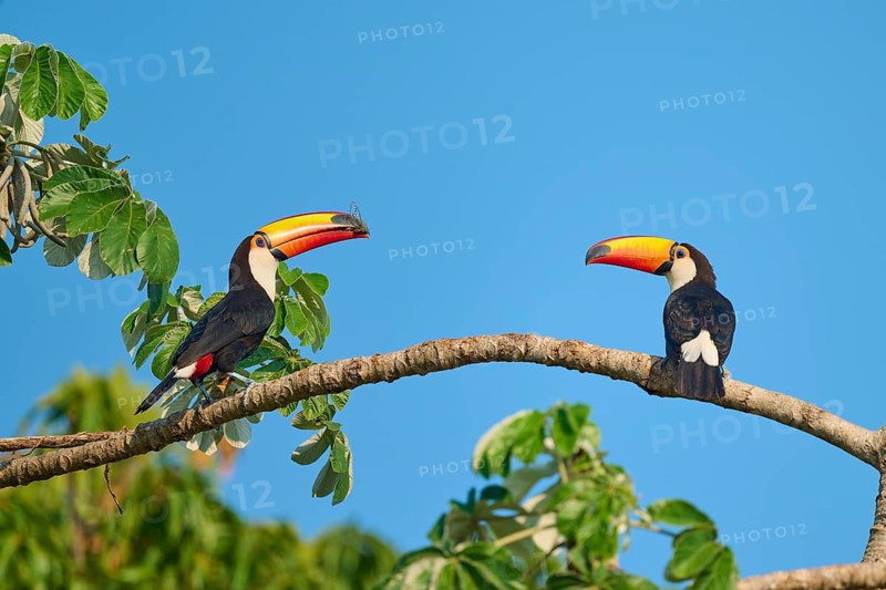 Two toucans watch each other from a branch against a blue sky, giant toucan (Ramphastos toco), Pantanal, Mato Grosso, Brazil