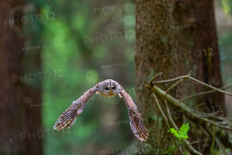 One tawny owl or brown owl (Strix aluco) flying through a dense forest