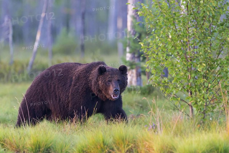 European brown bear, animals, mammals, (Ursus arctos arctos), forest, Scandinavia, bear family, also Eurasian brown bear, biotope, habitat, foraging, Lentiira, Lentiira Kuhmo, Finland