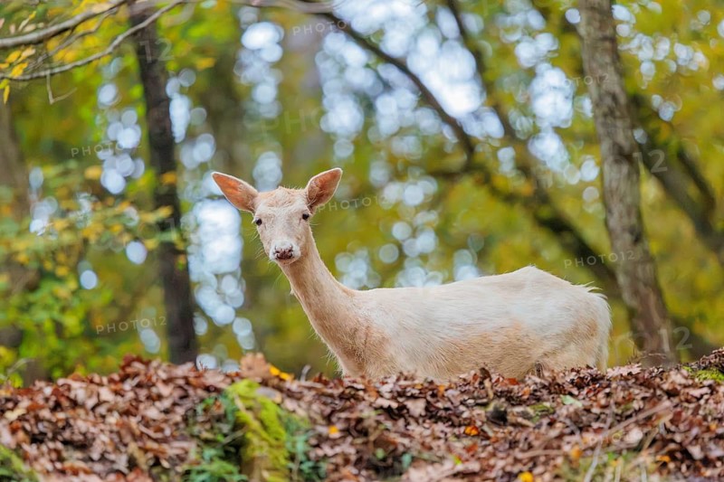 A white female fallow deer (Dama dama) stands in a forest in hilly terrain, searching for food. Bavaria, Germany
