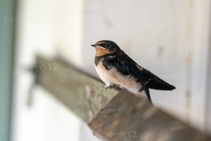 Hirundo rustica, barn swallow, birds, young bird, juvenile, passeri, swallows, songbirds, birds