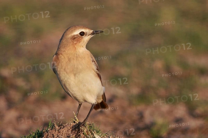 Isabelline Wheatear (Oenanthe isabellina), Greece