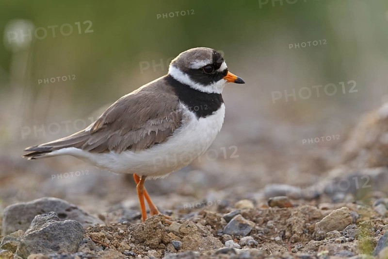 Common Ringed Plover (Charadrius hiaticula), Iceland