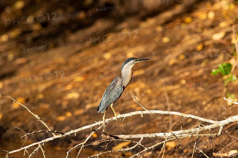 Mongrove Heron (Butorides striatus) Pantanal Brazil