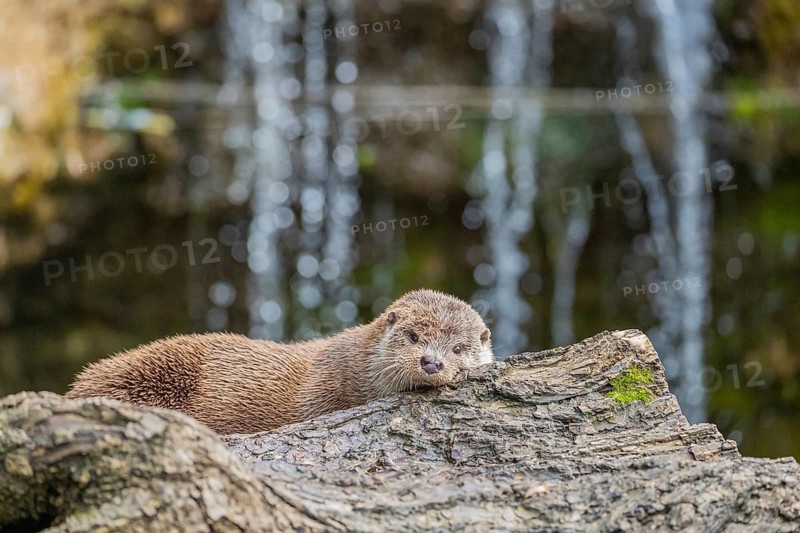 One Eurasian otter (Lutra lutra) resting on a log in front of a little cascade