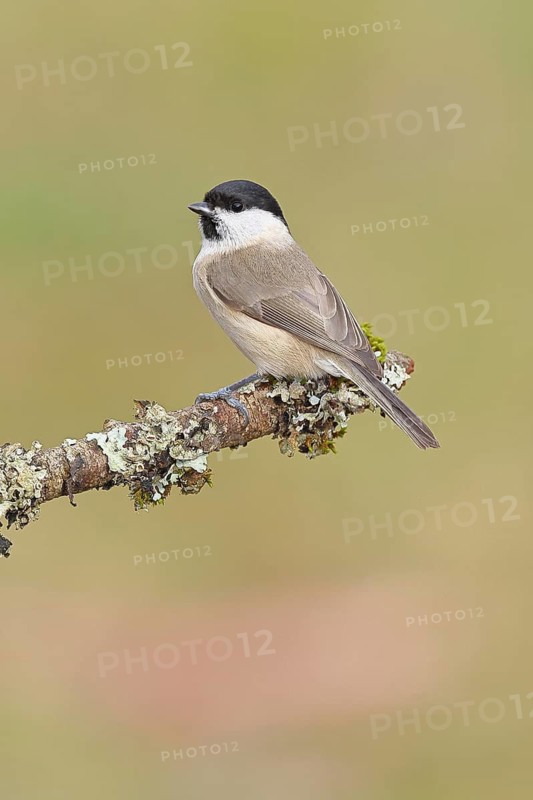 Marsh Tit (Parus palustris), perched on a branch covered in moss and lichen, wildlife, animals, birds, tits, Wilnsdorf, North Rhine-Westphalia, Germany