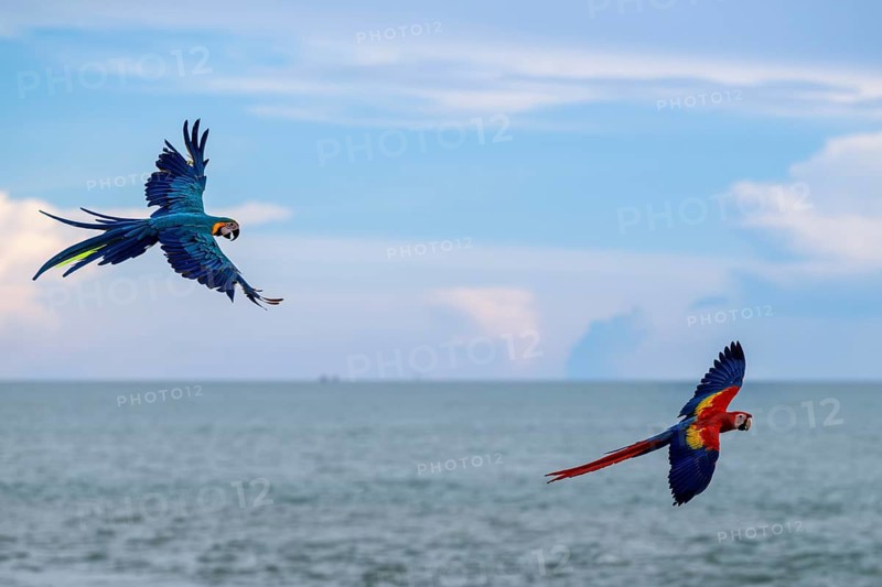Yellow-breasted macaw (Ara ararauna) and scarlet macaw (Ara macao), Jomtien, Thailand
