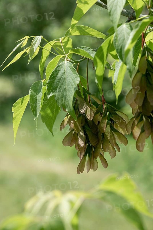 Acer Negundo, Box Elder, Ash Maple, Ash Leaf Maple, Manitoba Maple, Sapindaceae, Soap Tree, Ashleaf Maple, Tree, Boxelder Maple, Trees, Flora, High Size, Portrait, Plants, Tree