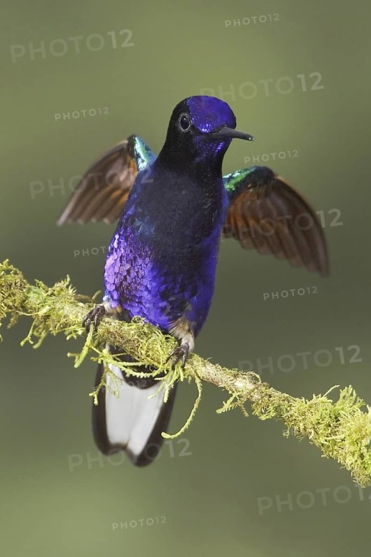 Velvet-purple Coronet (Boissonneaua jardini), Ecuador
