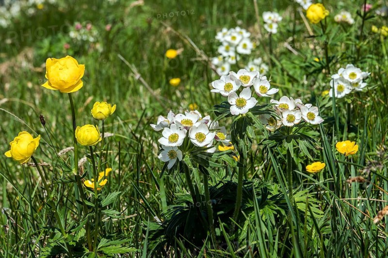 Troll flower (Trollius europaeus), Narcissus-flowered anemone (Anemone narcissiflora), also known as the narcissus-flowered windflower or Alpine chickweed, in bloom, Fellhorn, Oberstdorf, Oberallgäu, Allgäu, Bavaria, Germany