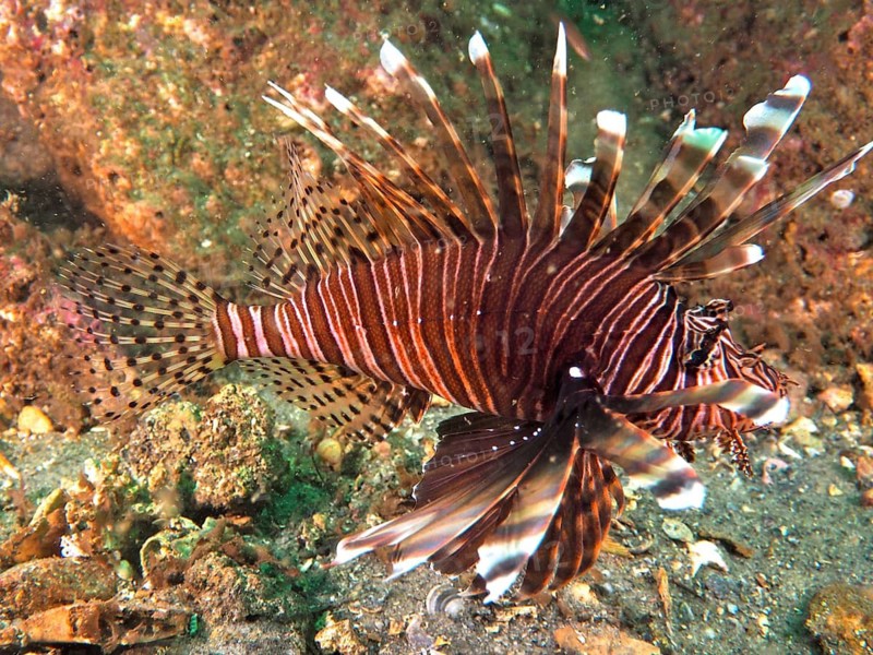 Pacific red lionfish (Pterois volitans) with long spines and a striped pattern on the seabed, at the Anna's Reef dive site, Destin, Panhandle, Gulf of Mexico, Florida, USA