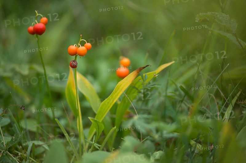 Convallaria Majalis, Convallariaceae, Lily of the Valley, Lily of the Valley, Lily of the Valley, Mary's Tears, May Bells, Our Lady's Tears, Berry, Flora, Fruit, Glovewort, Plants, Plants
