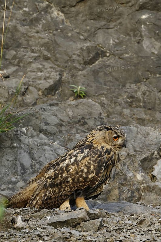 Eurasian Eagle-owl, bubo bubo, quarry in Sauerland, animals, owls