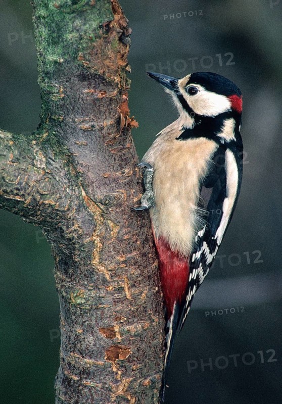 Great Spotted Woodpecker, Great Spotted Woodpecker, Birds, High Size, Portrait, Male, Piciform, Woodpecker