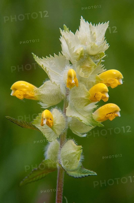 Brownwort, large rattlespot, rhinanthus angustifolius, scrophulariaceae, arrow-leaved rattle, flora, greater yellow rattle, high size, portrait, rattlespot, plants, plants