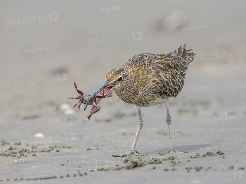 Whimbrel (Numenius phaeopus) eating crab, Gambia
