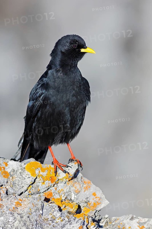 Alpine Chough (Pyrrhocorax graculus), Valais, Switzerland