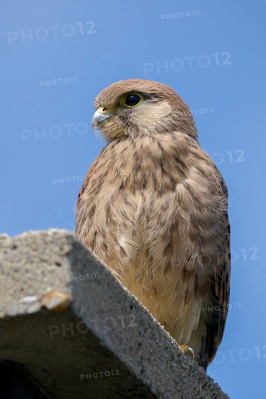 Falco tinnunculus, Common Kestrel, kestrel, birds, falcon, falconiformes, falcons, birds of prey, hawk, adolescent, high size, portrait format, young animal, young bird, juvenile, raptors, birds