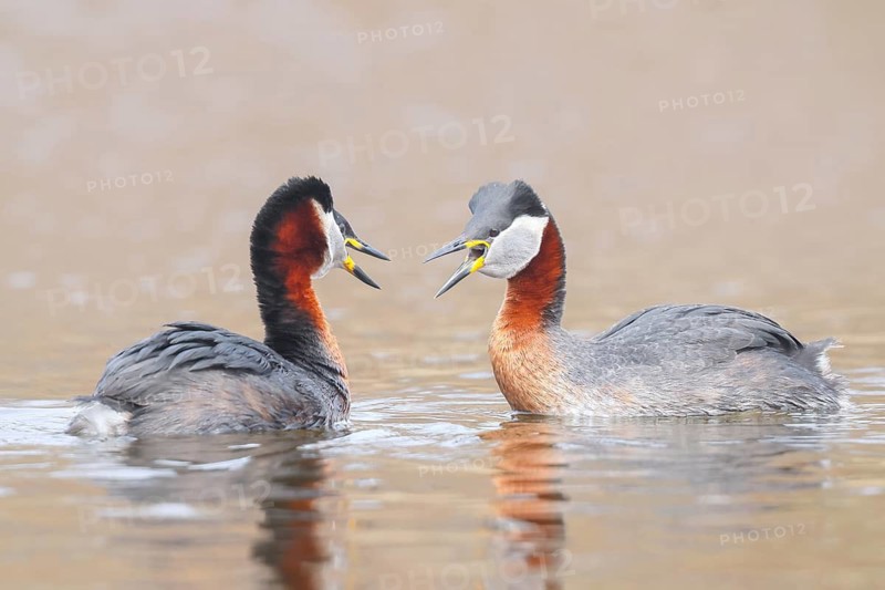 Red-necked Grebe (Podiceps grisegena), pair mating, grebe, shallow water zone, wildlife, nature photography, Baltic Sea, Baltic Sea island of Fehmarn, East Holstein, Schleswig-Holstein, Germany