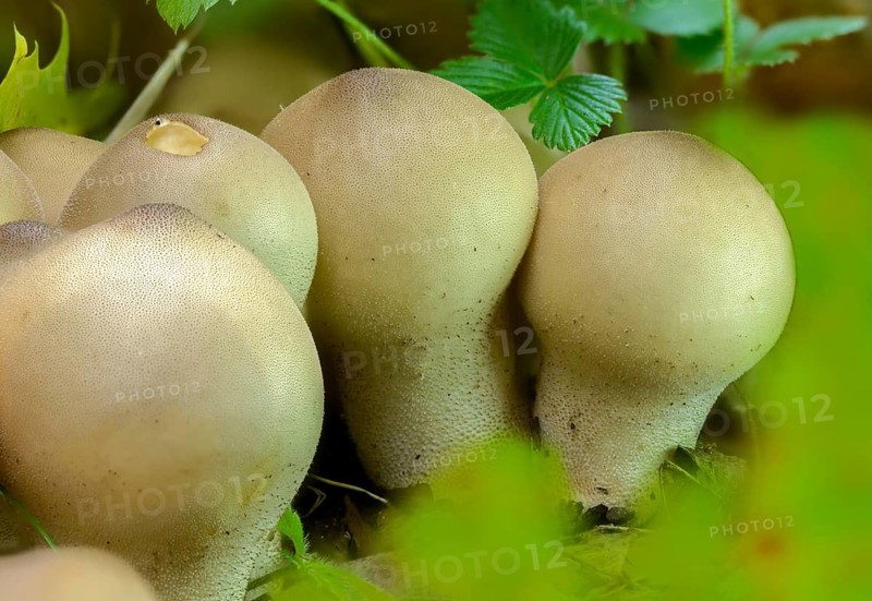 Apioperdone pyriforme, pear bovist, pear dusting, lycoperdone pyriforme, morganella pyriformis, fungi, fungus, pear-shaped puffball, mushrooms, stump puffball