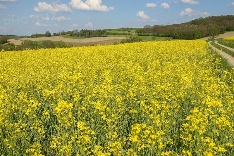 Brassica napus, brassicaceae, cruciferous vegetables, rapeseed, flora, intensive agriculture, plants, rapeseed field