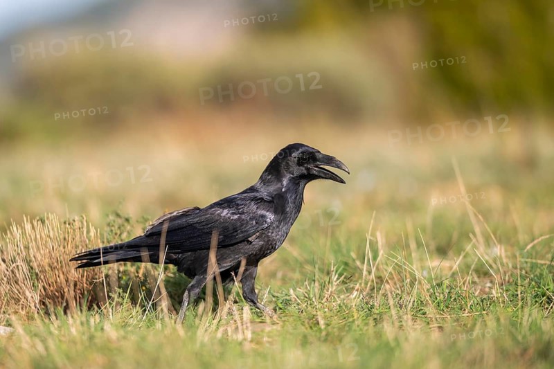 Common raven (Corvus corax) on a meadow in autumn, Pyrenees, Catalonia, Spain