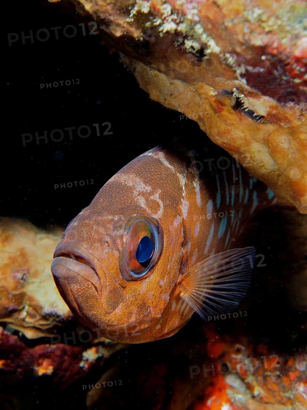 A glass-eyed large-eyed cichlid (Heteropriacanthus cruentatus) with a striking pattern hides beneath a rock, at the Coral Garden dive site, Puerto Viejo de Talamanca, Limón, Costa Rica, Caribbean, Atlantic, Central America